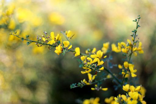 A closeup shot of beautiful yellow Baptisia tinctoria flowers growing in the garden
