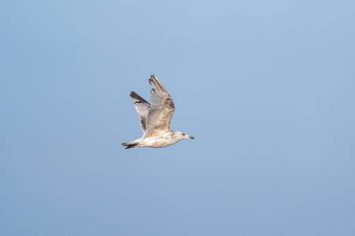A seagull gracefully soars against a clear blue sky, showcasing its wings in mid-flight.