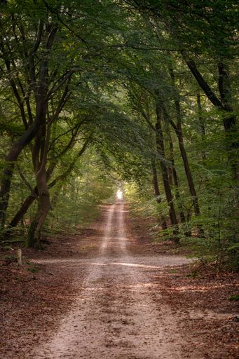 A vertical shot of an endless dirt road in the middle of a forest surrounded by trees.