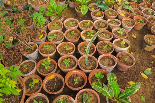 A closeup shot of flowers and plants in a row in pots on a green grass