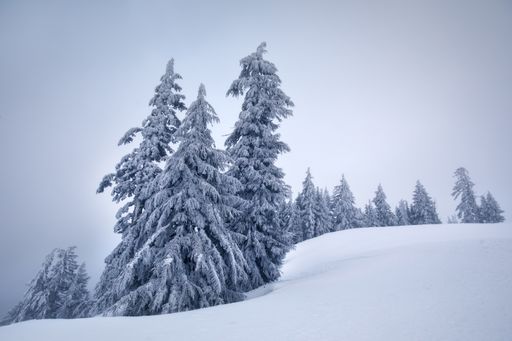 A beautiful shot of spruce trees covered in the snow surrounded by snow