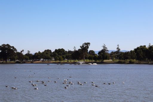 A serene lake with ducks and trees under a clear blue sky in a park setting.