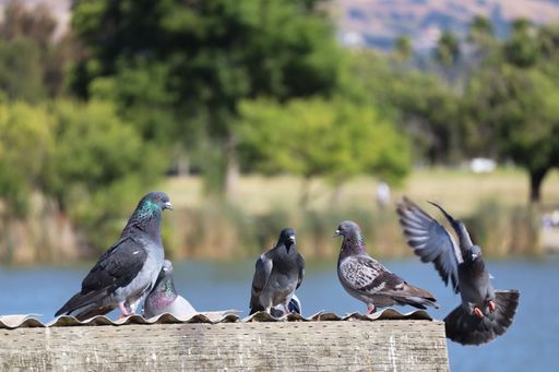 A group of pigeons perched on a wooden surface near a lake with blurred greenery in the background.