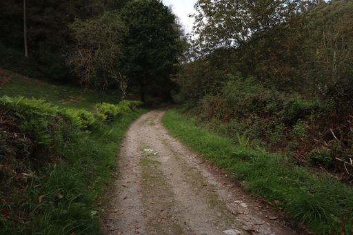 A dirt road in the green forest on a dark evening