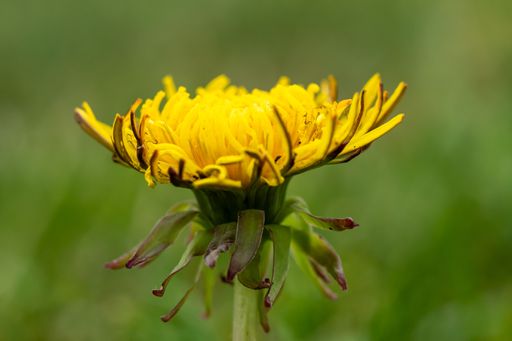 Close-up of a vibrant yellow dandelion flower in bloom against a soft green background.