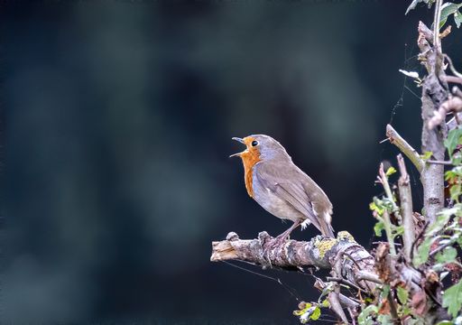 A European robin perching on a cut tree branch against a blurred background