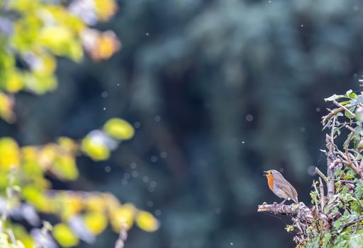 A European robin perching on a tree branch against a blurred background