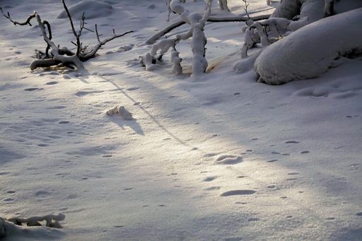 A forest covered with white snow in winter in Larvik, Norway