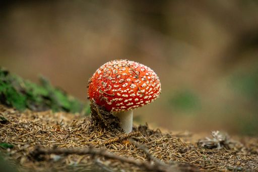 A closeup of the growing fly agaric mushroom