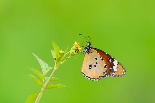 A vibrant butterfly perched on a yellow flower against a lush green background, showcasing nature's beauty and delicate details.