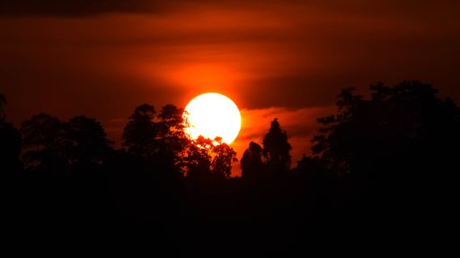 The silhouette of trees in the forest under a red cloudy sky during the sunset