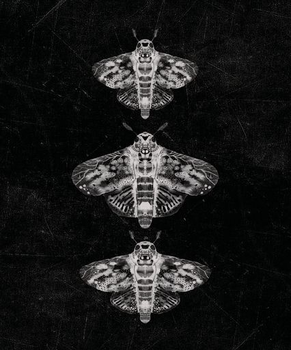 A design of The Hawk Moth Spirit Guide, Magic, a symbol of death, messenger from the dead, Lepidopterist