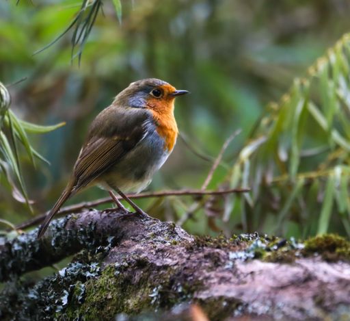 A European robin perched on a mossy branch in a lush green forest setting.