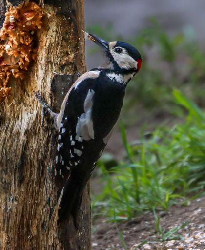 A close-up of a woodpecker perched on a tree trunk, showcasing its vibrant plumage and natural habitat.