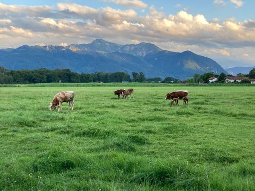 Cows grazing in a lush green field with scenic mountains and a cloudy sky in the background.