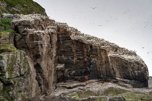 A shot of bird colony of Black-legged kittiwake on a small rocky island, close to Gjesvaier, Norway