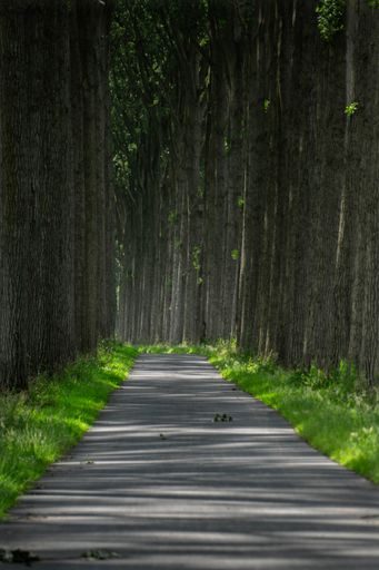 A vertical shot of a narrow pathway in the park in Brugges, Belgium