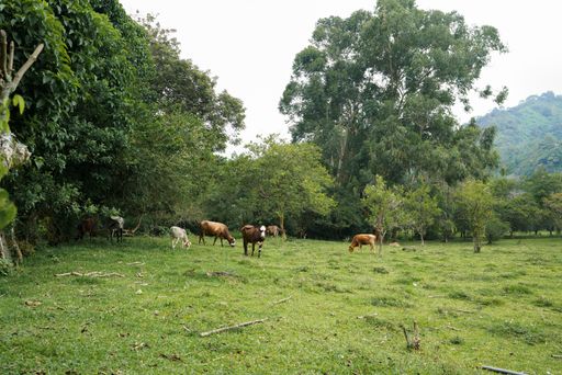 A group of cows pasturing in a green farm