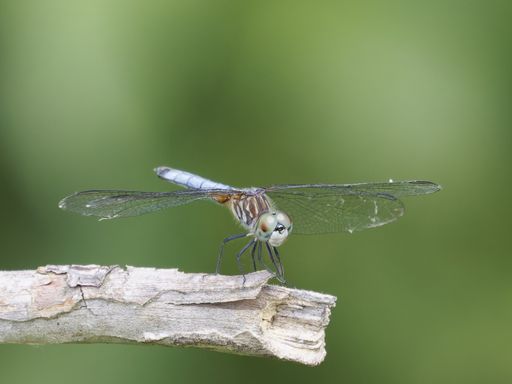 Close-up of a dragonfly perched on a twig with a blurred green background.