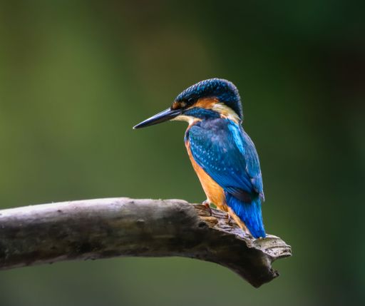 A vibrant kingfisher perched on a branch against a blurred green background.