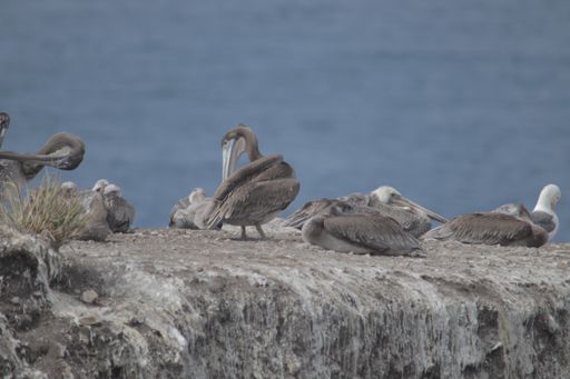 A selective focus shot of pelicans on the stone near the sea