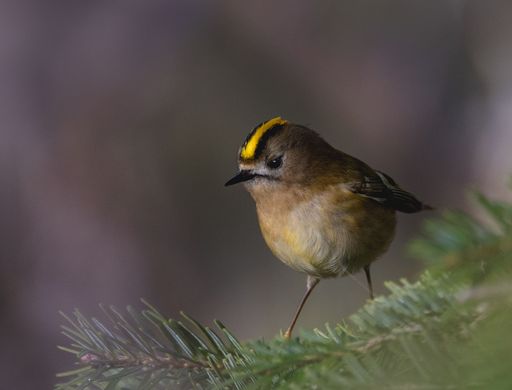 A close-up of a tiny bird with a yellow crown perched on a pine branch, set against a blurred natural background.