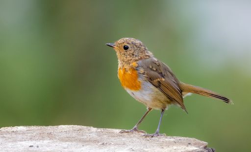 A close-up of a European robin perched on a wooden surface with a blurred green background.
