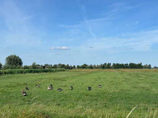 A serene landscape of a grassy field with geese under a clear blue sky, capturing the tranquility of nature.