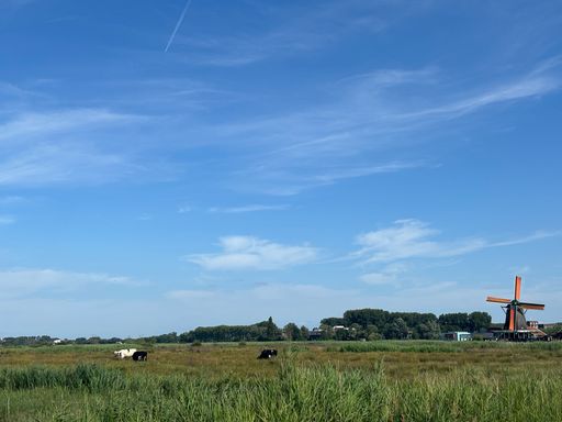 A serene Dutch landscape featuring a traditional windmill and grazing cows under a clear blue sky.