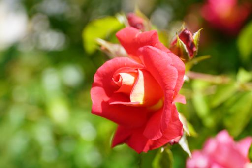 Close-up of a vibrant red rose in full bloom with a soft focus green background, capturing the essence of natural beauty.