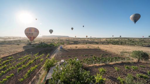 The hot air balloons floating over a scenic rural landscape at sunrise in Cappadocia, Turkey, with vineyards and fields in the foreground.