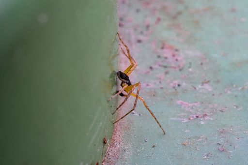 A soft focus of a spider climbing down from a green wall to the ground