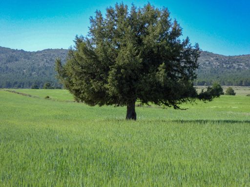 A solitary tree stands in a lush green field with rolling hills in the background under a clear blue sky.