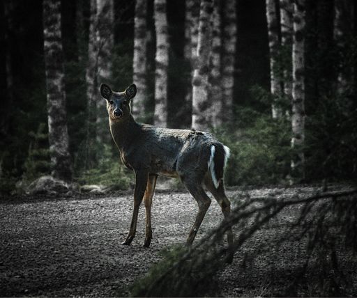 A selective focus of deer in a hardwood forest in the daylight with a dark blurry background