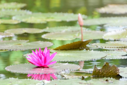 A Shallow focus of a lotus on a blurry background