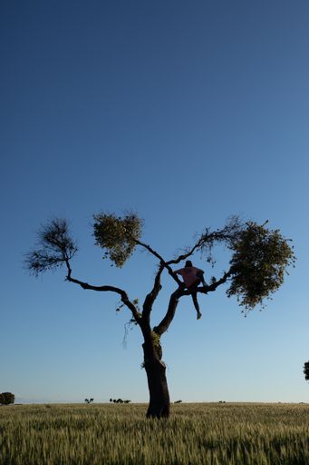 A vertical shot of a person on the top of the tree during a sunny day