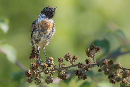 A small bird perched on a branch with green blurred background, showcasing natural beauty and wildlife detail.