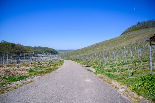 A narrow asphalt road going through the grass-covered fields under the blue sky