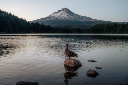A serene view of a duck on a rock in a lake with Mount Hood in the background during sunset.