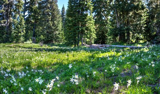 A lush forest landscape with vibrant green grass and blooming white flowers under a clear blue sky.