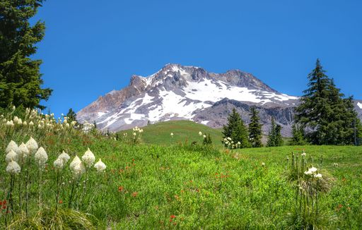 Scenic view of Mount Hood with wildflowers in full bloom under a clear blue sky, showcasing vibrant greenery and snow-capped peaks.