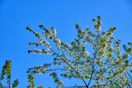 A low angle shot of the branches of a tree filled with white blossoms under the blue sky