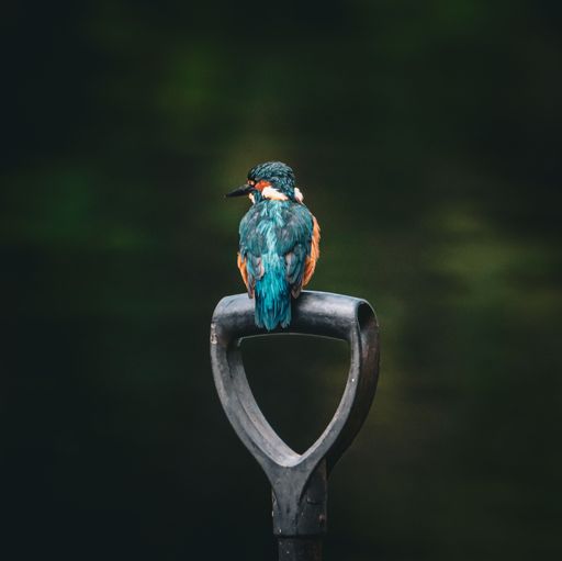 Vibrant kingfisher perched on a shovel handle against a dark, blurred background, showcasing its colorful plumage.
