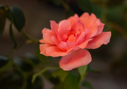 Close-up of a vibrant pink rose in bloom against a soft blurred background, showcasing delicate petals and lush green leaves.