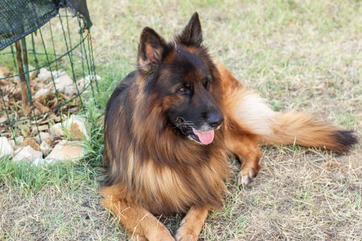 A fluffy German Shepherd dog lying on grass in a garden setting, looking content and relaxed.
