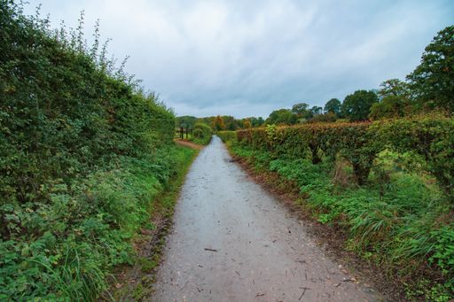 A beautiful view of a landscape with a pathway surrounded by greenery