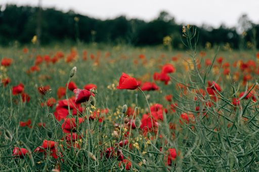 A closeup shot of blooming poppy flowers in a field
