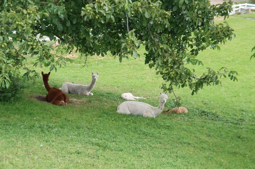 The Alpacas in farm field of Nieuwerkerk aan den IJssel in the Netherlands