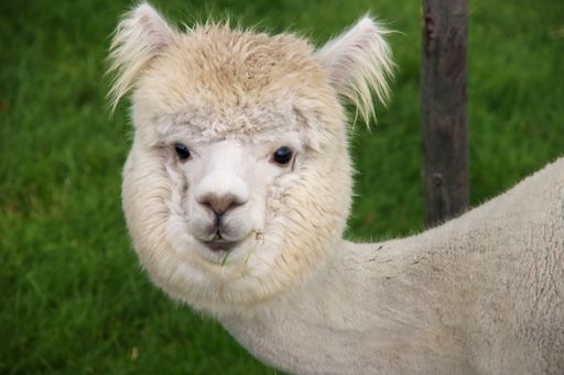 The Alpaca in farm field of Nieuwerkerk aan den IJssel in the Netherlands