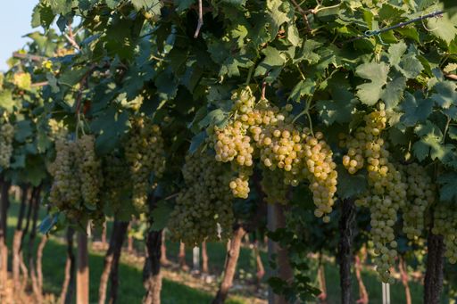 A closeup shot of bunches of grapes in the garden under the sunlight